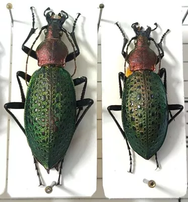 Pair Carabus Coptolabrus Smaragdinus Ssp Longipennis North Korea • $19.24