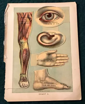 Vintage 1901 E J STANLEY Layered Anatomical Chart LEG EYE EAR HAND FOOT • $5.50