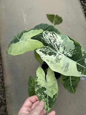 Alocasia Frydek Variegated Rare Established Indoor Plant(Monstera Philodendron) • $52