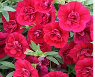 5 X  Trailing Petunias CALIBRACHOA Million Bells DOUBLE CHERRY Pre Order • £9.99