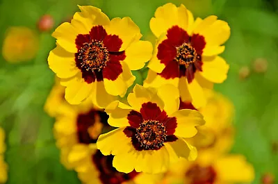 1000+ Dwarf Plains Coreopsis Edible Medicinal Wildflower Seeds | Native Tickseed • $2.49
