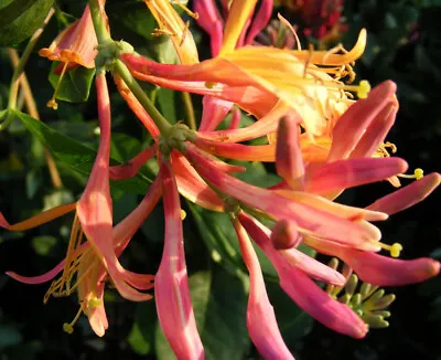 T&M Honeysuckle Lonicera X Heckrottii Gold Flame American Beauty 3L Potted Plant • £31.99