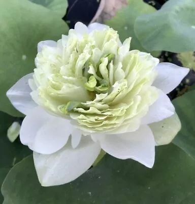 Bluish White  Lotus/Water Lily Flower/Bonsai Lotus/Ponds / Bow/5 Fresh Seeds • £3.95