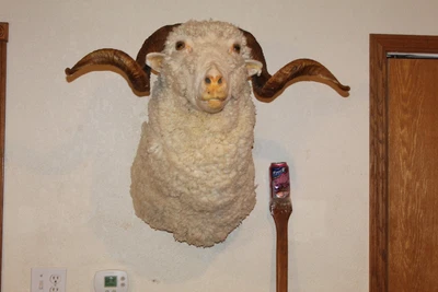 $445 • Buy Dorset Sheep Goat Head Shoulder Mount Taxidermy Bighorn Ram Log Cabin Decor Wool