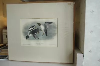 Original Audubon Second Octavo Edition Lithograph 1856 • $79.99