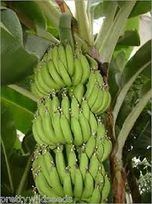10 X MUSA ACUMINATA  EDIBILE Banana Plant Tropical Seeds  HARDY  • £3.50