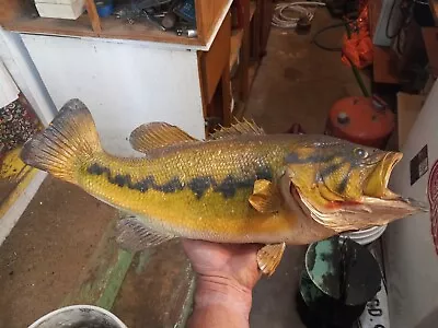 Approx 21  1968 Real Skin Largemouth Bass Taxidermy Fish Wall Mount Man Cave ? • $90