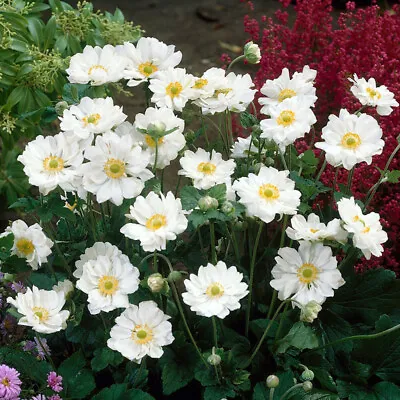 Anemone Japanese 'Whirlwind' In A 9cm Pot • £9.99