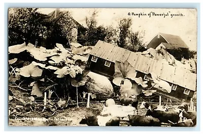 1909 Exaggerated Farming Pumpkin House Garden Marion Ohio OH RPPC Photo Postcard • $6.53