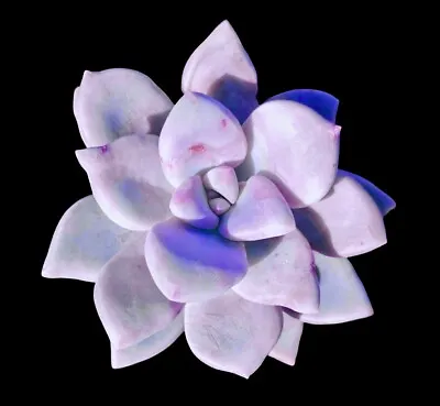 Graptoveria Tricolour-COMBINED EXPRESS POST • $6.10