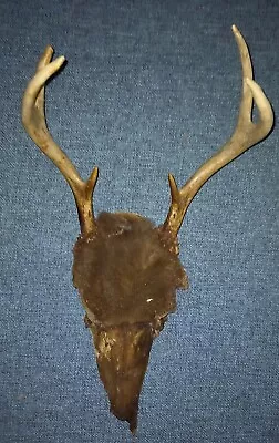 DEER Skull With Antlers / Taxidermy Bones/ Oddities / Nature / Upcycling • £14.99