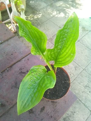 £7.50 • Buy Hosta Leapin Lizard