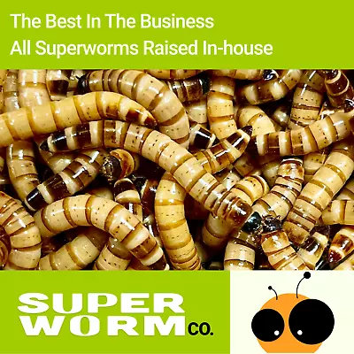 Live Superworms - 50-2000 Counts - 4 Different Sizes • $10.99