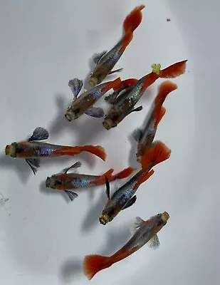 Dumbo Ear Red Tail Fancy Guppies • $9