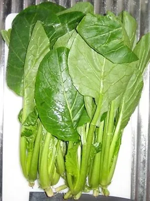 4000 Komatsuna Seeds Japanese Green Spinach Mustard NON-GMO FREE SHIPPING • $3.99
