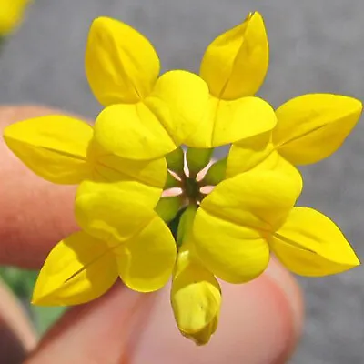 100 Birds Foot Trefoil British Lotus Wild Flower Seeds Yellow Meadow & Woodlands • £3.29