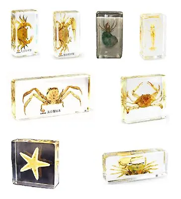 Real Office Insect Paperweight Crustacean Crabs Starfish And River Prawns • £9.95