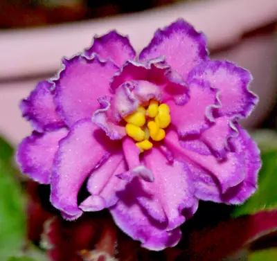 African Violet Plant * ROBS ZIPPER ZAPPER * Semi Miniature Heat Pack • $9