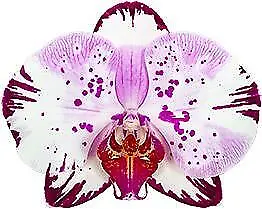 $25 • Buy Phalaenopsis Magic Art  Orchid