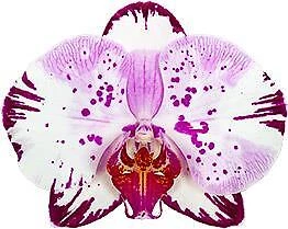 $25 • Buy Phalaenopsis Magic Art  Orchid