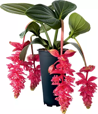 Royal Intenz Magnifica Medinilla Plant~Live Well Rooted STARTER Plant~ VERY RARE • $39.99