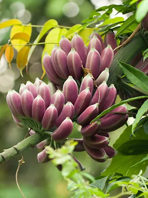 Musa Itinerans 10 Seeds Burmese Blue Yunnan Banana India Tree Cold Hardy • $4.25