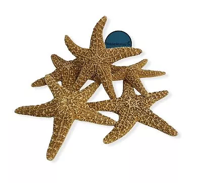Sugar Starfish Sea Shell Wedding Real Craft 5  - 6  #JC-215 (8 Pcs) 8 Pcs • $66.79