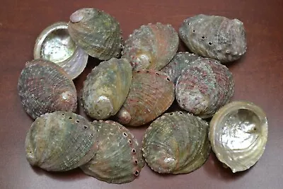 25 Pcs Natural Green Abalone Sea Shell (one Side Polished) 2  - 2 1/2  #7116c • $25