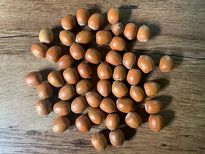 Acorns Red Oak 100 Count Without Attached Caps • $27.95