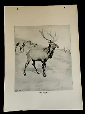 A.B. Frost “The Monarch” (Elk) Unframed Vintage Mint Print 1914 Folio 12 X16  • $15