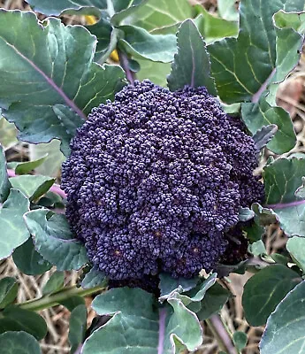 Broccoli Purple Sprouting Seerds - Brassica Oleracea Italica [LIMITED STOCK] • $3.50