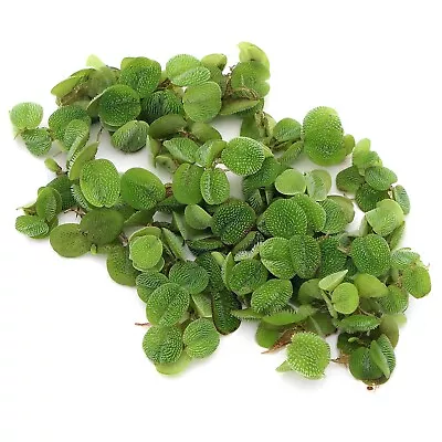 Salvinia Natans (10x10cm) Bag Floating Plant Aquarium Plants Live Water Portion • £4.99