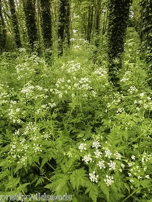 Cow Parsley Anthriscus Sylvestris  Wild Flower Meadow Seeds 10g  4000 Seeds • £7.50