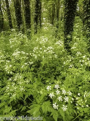 Cow Parsley Anthriscus Sylvestris  Wild Flower Meadow Seeds 50g  20000 Seeds • £13.99