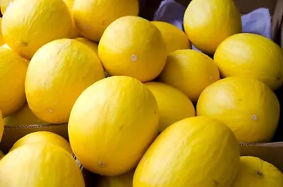 20+ Canary Yellow Melon Seeds | Fruit | NON-GMO  • $2.92