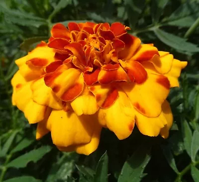 200 Splash Marigold Seeds Bulk At Bargain Prices Fresh And Guaranteed To Grow • $3