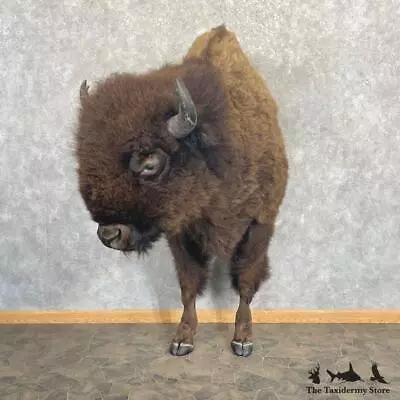 #27653 WC | American Buffalo Taxidermy Half Life-Size Mount For Sale • $14970