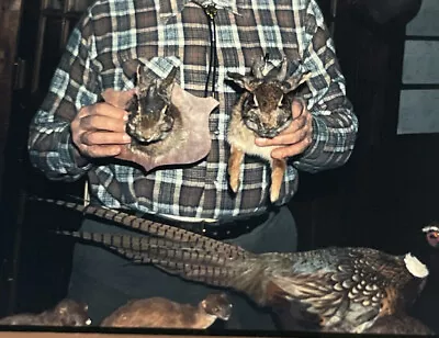 Vintage 1960’s 3 Slide Photos Taxidermy Jackolopes Cock Pheasant Mink Rabbits • $18.12