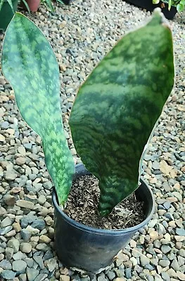 Sansevieria Masoniana Whale Fin - 2x Plants Over 30cm Leaves From Top Soil • $39.95