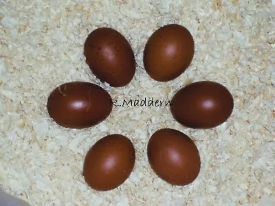 ** 6 X French Copper Black Maran Hatching Eggs ** • £18