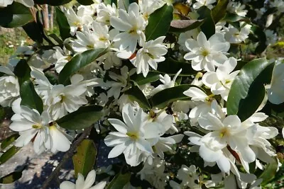 Sweetbay Magnolia Seedlings For Planting - Live Trees - Magnolia Virginiana • £43.34