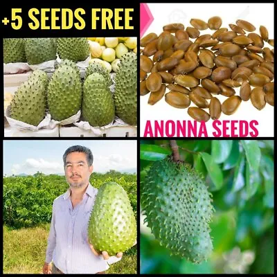 $8.67 • Buy Hybrid Guanabana Soursop Annona Muricata Seeds +5 Seeds Free  Best Seeds