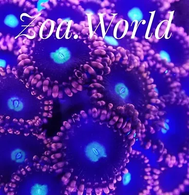 Lazy's Twizzler Zoa (Zoanthid)  2 Polyp Frag Free Shipping On Orders Over $85 • $24.99