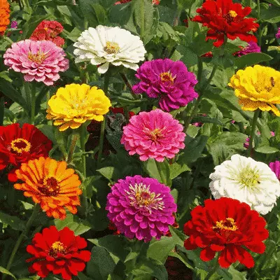 100 X ZINNIA ELEGANS California Giant Mix Seeds– Quality UK Seed *Fast Dispatch* • £2.99