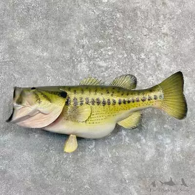 #27246 P | 26.5  Largemouth Bass Taxidermy Fish Mount For Sale • $1120