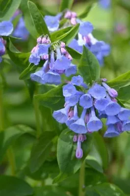 10 Virginia Bluebell Bulbs Mertensia Virginica • $17.45