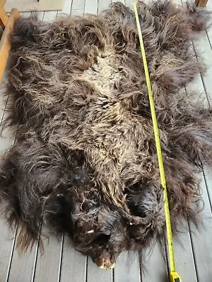 Musk Oxen Genuine Tanned Pelt Hide - Approximately 50  X 80  • $1095