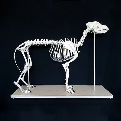 Anatomical Large Dog/Canine Skeleton Model - Medical Veterinary Anatomy • $125.20