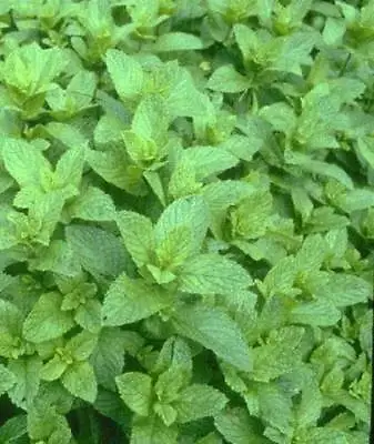 Mint Seeds Mentha Piperita - Garden Peppermint Herb Seeds • £2.49