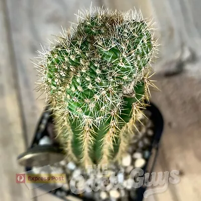 Crested Echinops.. Oxygona F. Cristata Graft [68mm Pot] Rare Cactus Succulent • $5